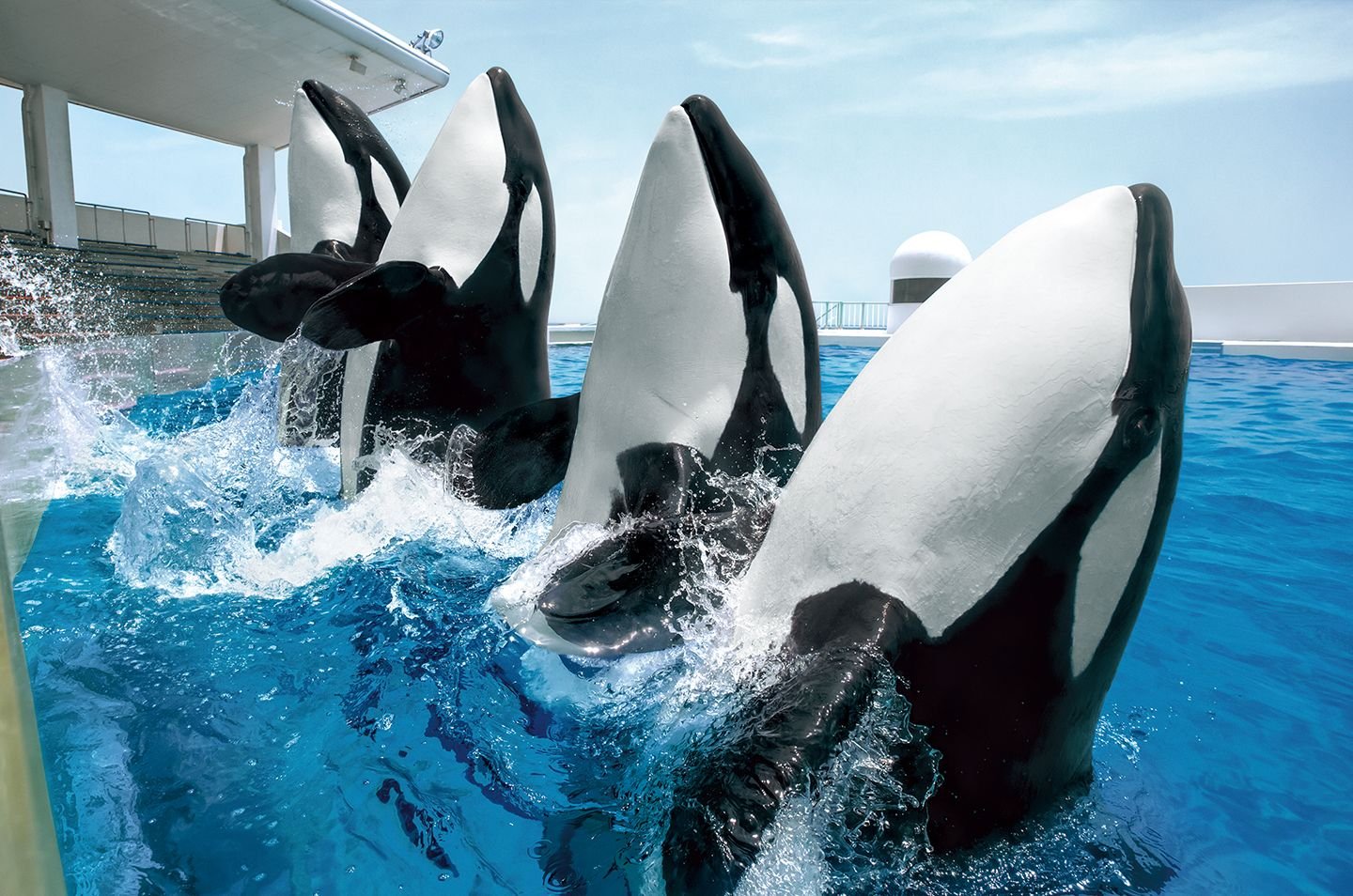 🐬 카모가와 씨월드 이미지 5